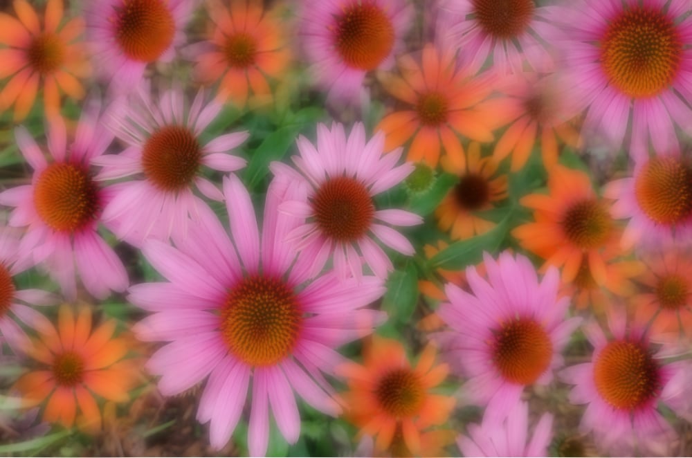Pink and orange coneflowers blurred